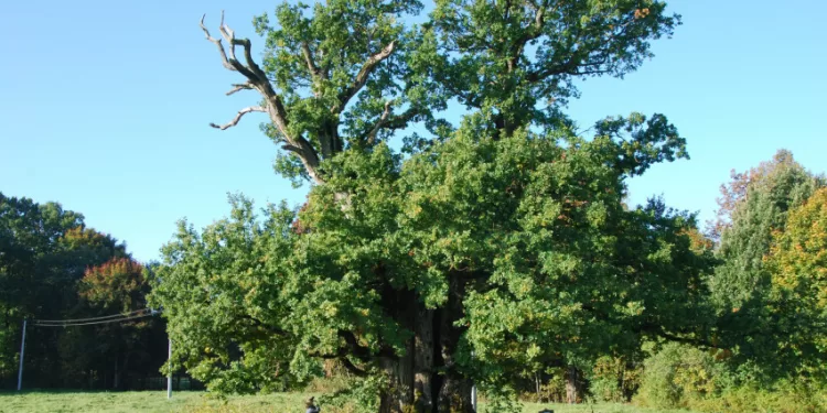Senieji ąžuolai – Labiausiai Gerbiami Lietuvos Medžiai