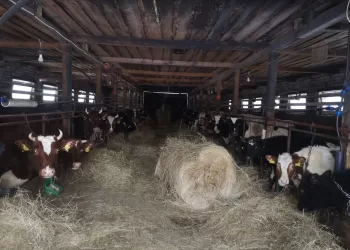 Auleliuose – Pasiimti Pieno