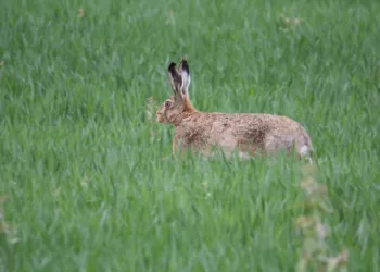 Kiškio Metais Apie Kiškį: Ar Gerai Pažįstate šį Gyvūną?