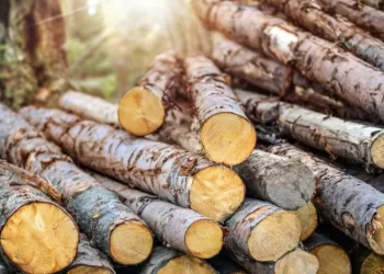 Medienos Ir Jos Gaminių Tiekimas Rinkai: Kaip Tinkamai įvertinti Rizikas?