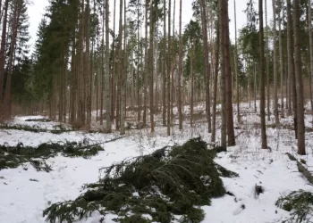 Valstybinė Miškų Tarnyba Ragina Miškų Savininkus Apžiūrėti Savo Miškus