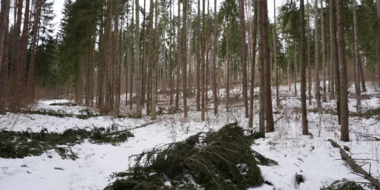 Valstybinė Miškų Tarnyba Ragina Miškų Savininkus Apžiūrėti Savo Miškus