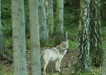Siūloma, Kad Leidimas Paimti Iš Gamtos Vilkus Gavus Prašymą Būtų Išduodamas Per Dvi Dienas
