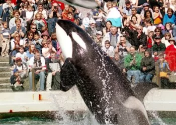 „SeaWorld Rescue“ įsteigs Jungtinių Arabų Emyratų jūrų tyrimų ir gelbėjimo centrą