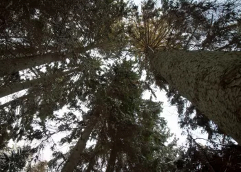 Sustiprinta Miško Apsauga Pasiteisina – Mažėja Neteisėtų Miško Kirtimų