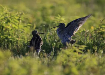 Naujas „LIFE“ Projektas – Nykstančių Pievų Paukščių Apsaugai