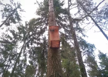 Paukščiai Grįžta Namo – Kaip Pasigaminti Inkilą Pelėdai