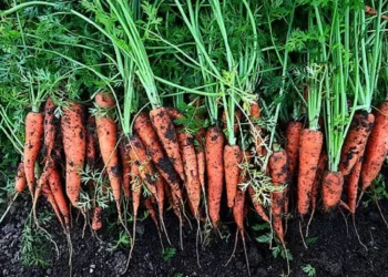 Kaip Sertifikuoti Nacionalinės Maisto Kokybės Produktus?