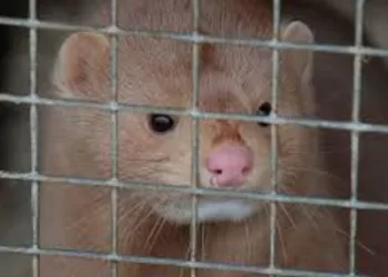 Kailinių žvėrelių Fermas Uždrausti Siekiantis Nutarimas – Finišo Tiesiojoje