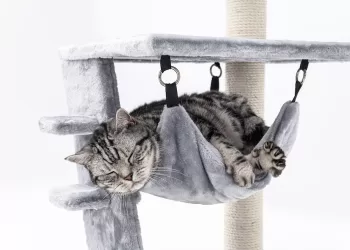 Pasaulis. Švenčiama Kačių Diena