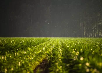 Nustatyta Paramos Už žemės ūkio Naudmenas Ir Kitus Plotus Teikimo Tvarka