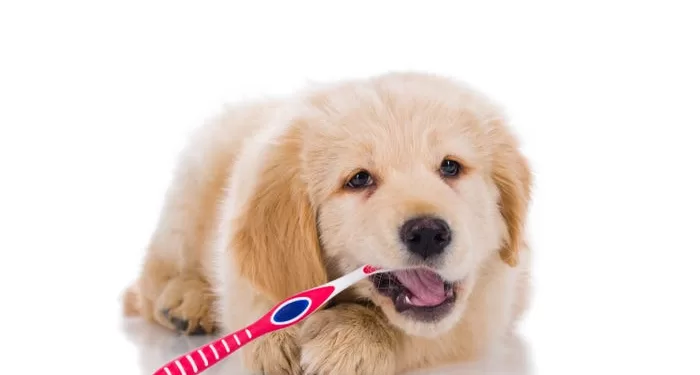 Kaip įsigyti savo augintinio dantų draudimą ir ką jis apima