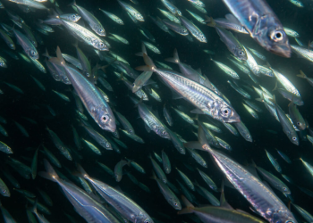 Šiais Metais Lietuvos žvejai Galės Pagauti Daugiau Stauridžių