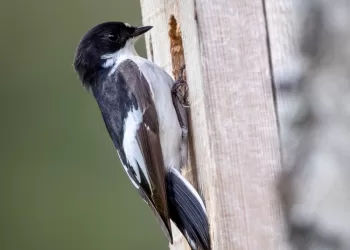 Paukščiai Grįžta Namo – Kokius Inkilus Kelti Smulkiesiems Paukščiams?