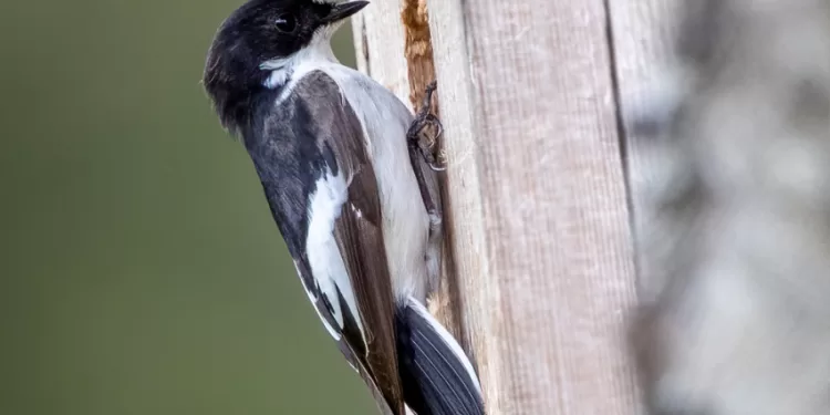 Paukščiai Grįžta Namo – Kokius Inkilus Kelti Smulkiesiems Paukščiams?