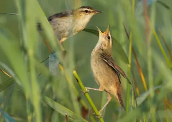 Už Laukinių Paukščių Apsaugą ūkininkai Galės Gauti Paramą