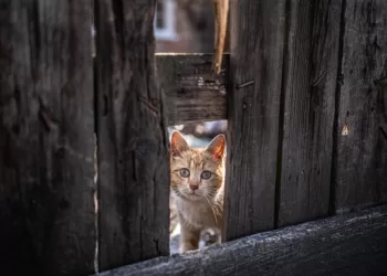 Ne Visada Matomos Ukrainos Karo Aukos – Gyvūnai