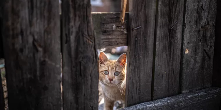 Ne Visada Matomos Ukrainos Karo Aukos – Gyvūnai