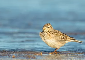 Vieversio Dieną Jau Galime Išgirsti šio Pavasario Pranašo čirenimą