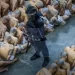 Salvadoras perkelia 2000 gaujos narių į milžinišką kalėjimą