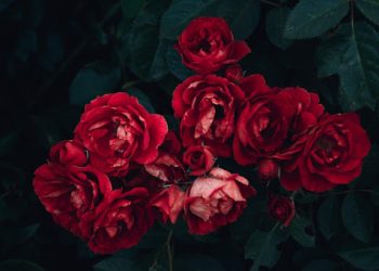 Gėlės – nuostabi dovana, kuri nudžiugins kiekvieną