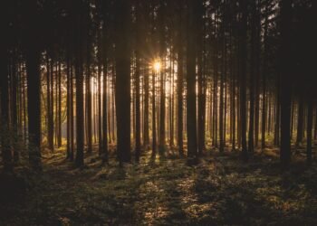 Žingsniai, kurie padės pasiruošti miško pardavimui