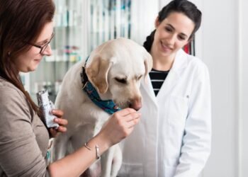 Sveiko šuns vadovas: ko reikia psichiškai ir fiziškai sveikam gyvūnui?