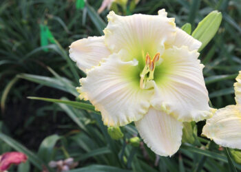 Keturiasdešimt pirmą kartą prikelta viltis