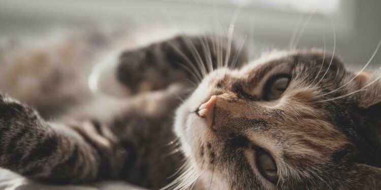 Kačių inkstų nepakankamumas: simptomai ir gydymas