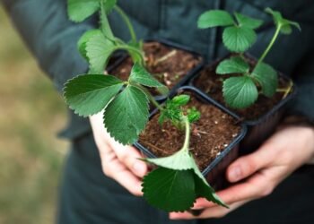 Kokius sodinukus verta įsigyti savo sodui?