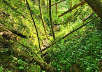 „Sengirės fondas“ išpirko dar vieną miško plotą – šaltinio ištakas saugantį dzūkišką pušyną