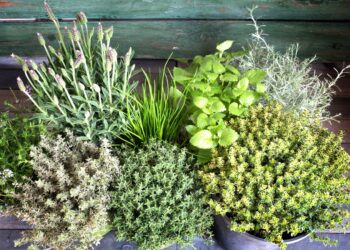 Pasirenkame žoleles namų auginimui