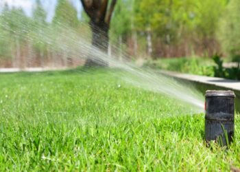 Kaip prižiūrėti veją, kad ji atsigautų po sausros?