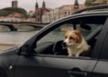 Kaip saugiai ir patogiai keliauti su augintiniu automobiliu