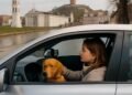 Kaip saugiai keliauti su augintiniu automobiliu