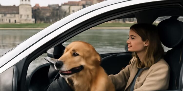 Kaip saugiai keliauti su augintiniu automobiliu Kaip saugiai keliauti su augintiniu automobiliu