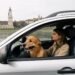 Kaip saugiai keliauti su augintiniu automobiliu Kaip saugiai keliauti su augintiniu automobiliu