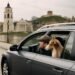 Kelionė su augintiniu automobiliu: praktiški patarimai Kelionė su augintiniu automobiliu: praktiški patarimai