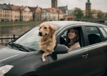 Kaip saugiai keliauti su augintiniu automobiliu