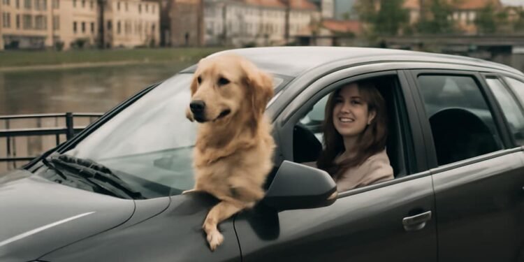 Kaip saugiai keliauti su augintiniu automobiliu Kaip saugiai keliauti su augintiniu automobiliu