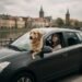 Kaip saugiai keliauti su augintiniu automobiliu Kaip saugiai keliauti su augintiniu automobiliu